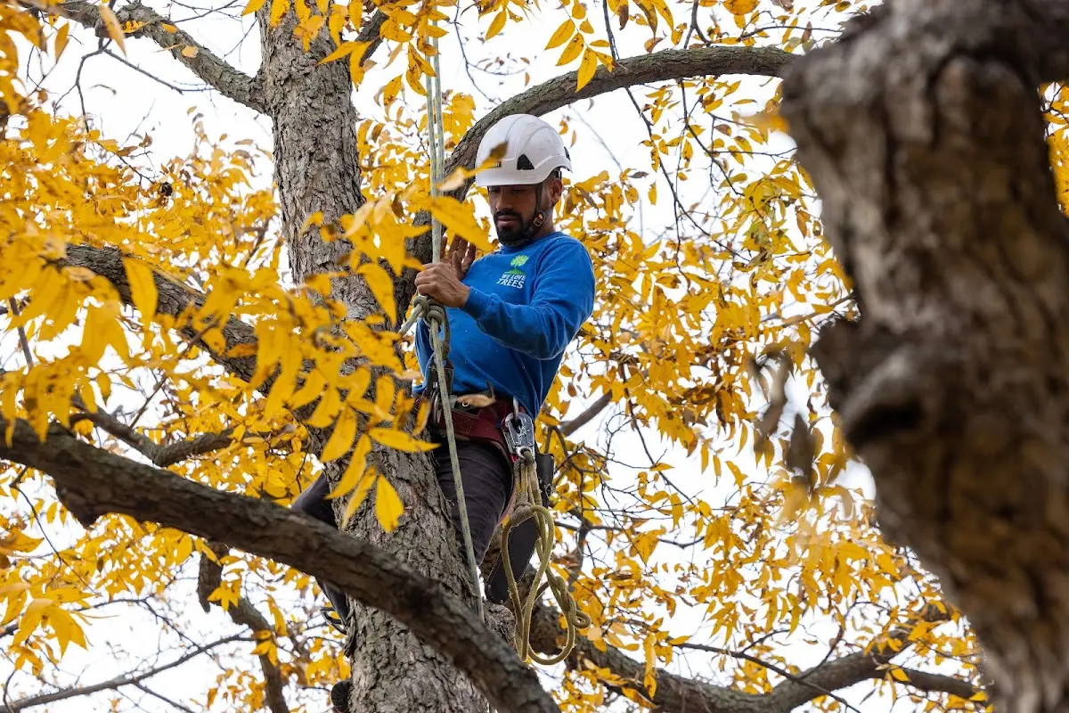 Skilled Tree Trimming crew working in California
