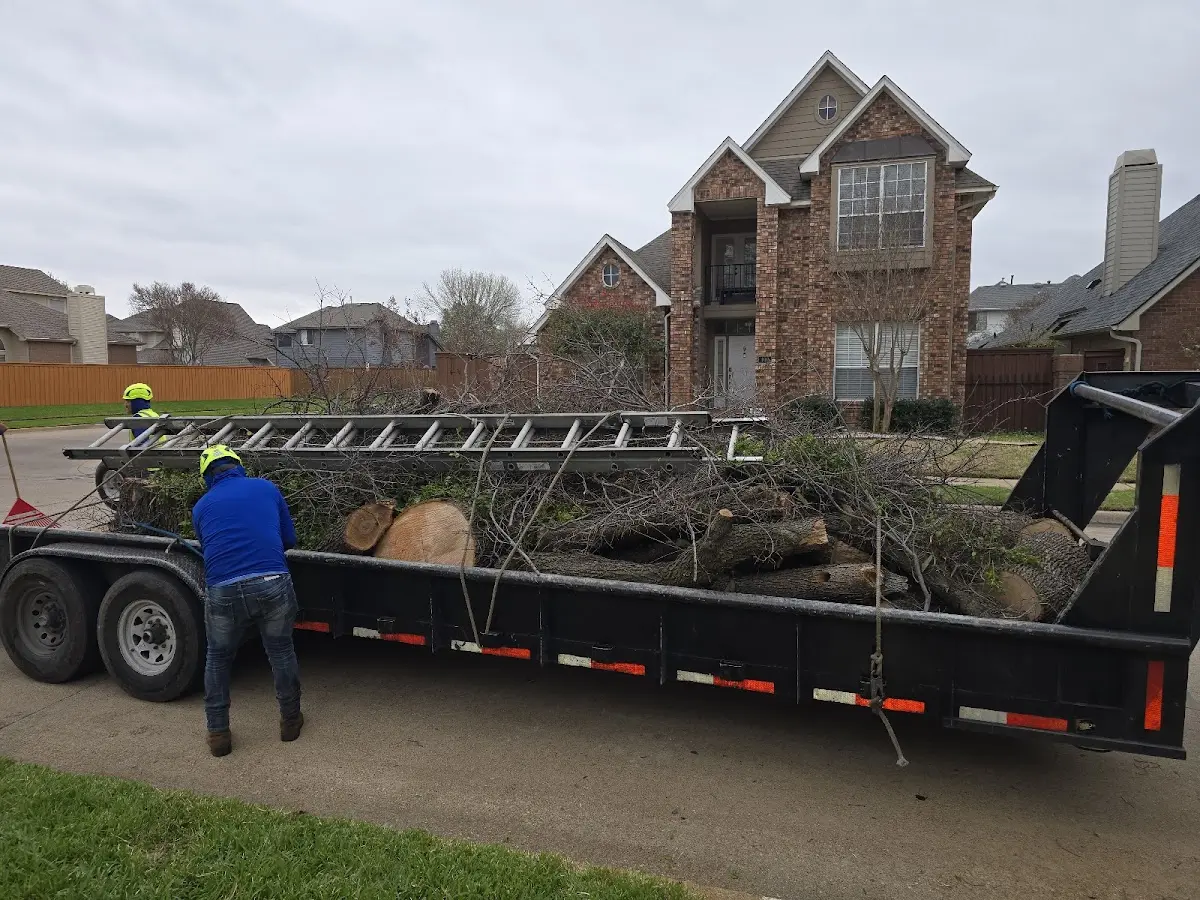 Expert Tree Removal with proper safety equipment in California